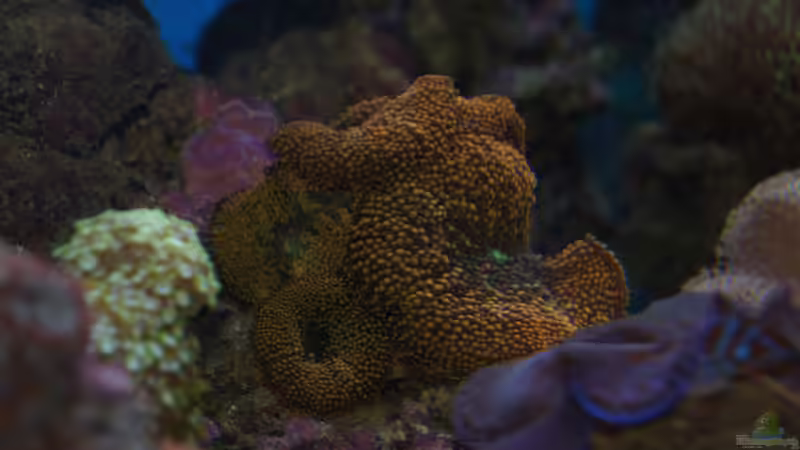 Pflanzen im Aquarium Becken 14885 von Stephan Ascher (33)