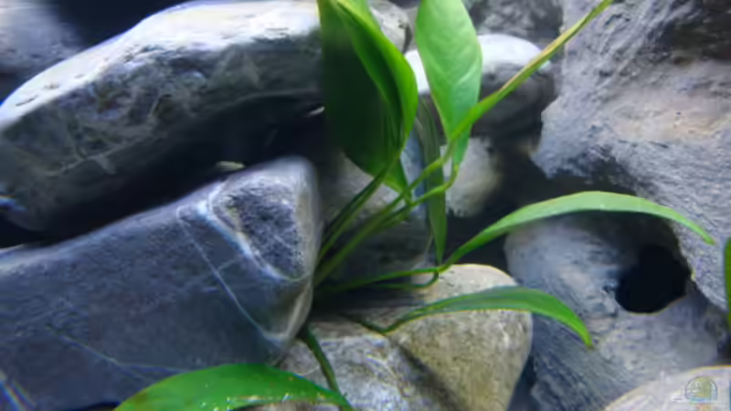 Pflanzen im Aquarium Becken 14894 (nur noch Beispiel) von wadde (11)