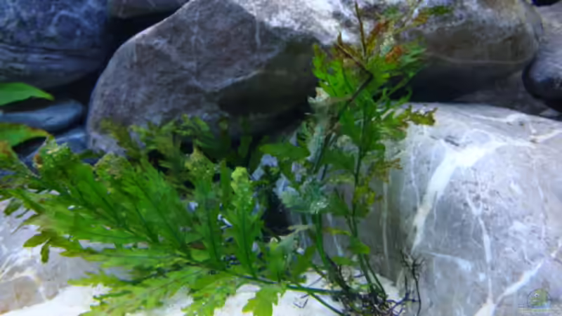 Pflanzen im Aquarium Becken 14894 (nur noch Beispiel) von wadde (12)