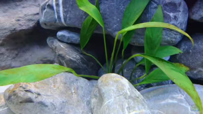 Pflanzen im Aquarium Becken 14894 (nur noch Beispiel) von wadde (13)