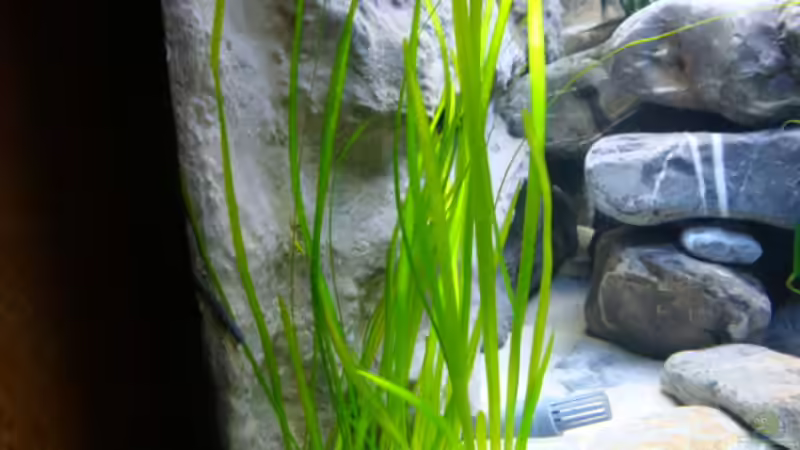 Pflanzen im Aquarium Becken 14894 (nur noch Beispiel) von wadde (14)