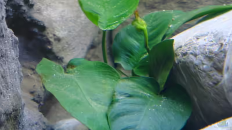 Pflanzen im Aquarium Becken 14894 (nur noch Beispiel) von wadde (15)