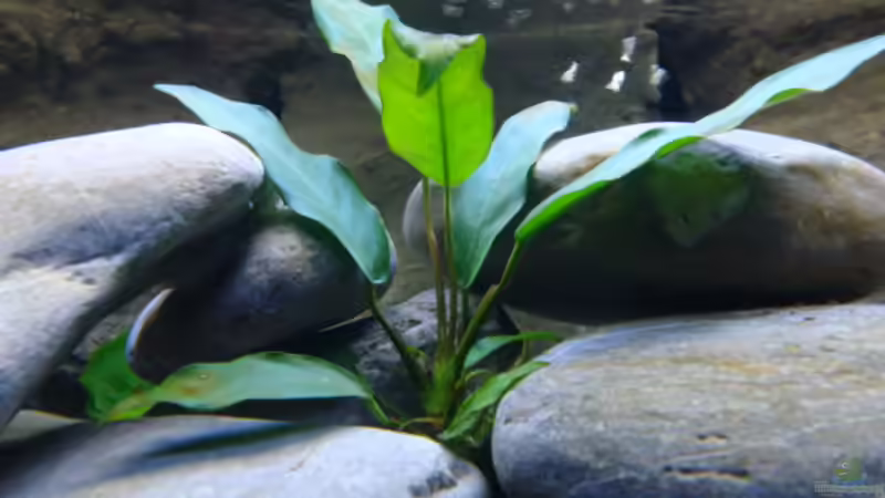 Pflanzen im Aquarium Becken 14894 (nur noch Beispiel) von wadde (16)