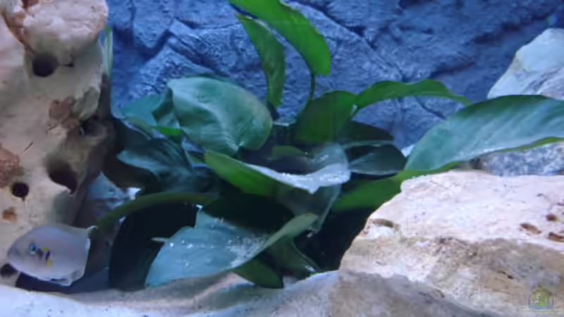 Pflanzen im Aquarium Becken 14942 von Max1 (10)