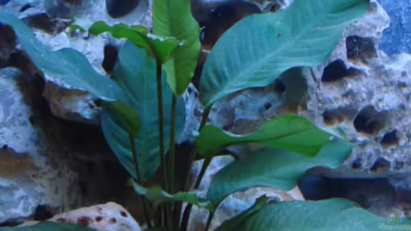 Pflanzen im Aquarium Becken 14942 von Max1 (11)