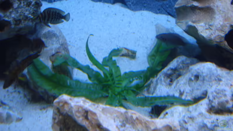 Pflanzen im Aquarium Becken 14942 von Max1 (12)