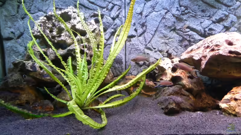 Pflanzen im Aquarium Becken 14942 von Max1 (13)