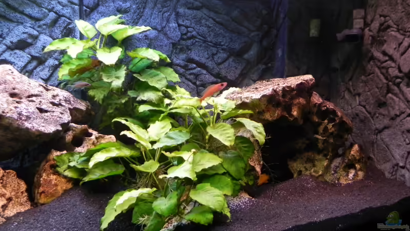 Pflanzen im Aquarium Becken 14942 von Max1 (14)