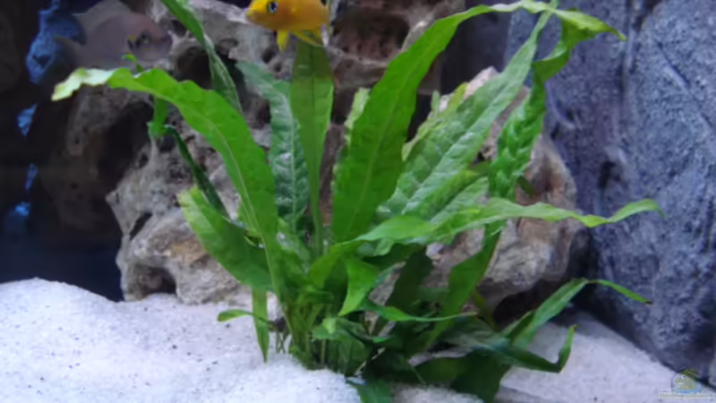 Pflanzen im Aquarium Becken 14942 von Max1 (9)