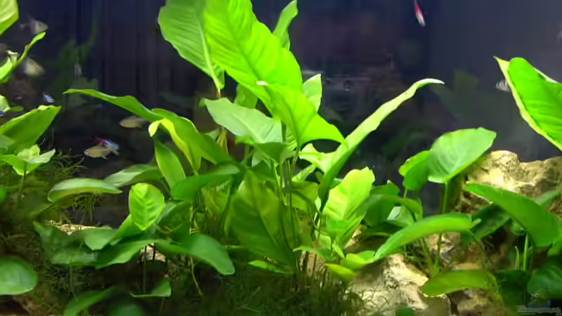 Pflanzen im Aquarium Becken 1501 von Gabriela Lang (6)