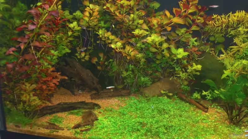 Pflanzen im Aquarium Becken 1507 von Aero-Frank (10)