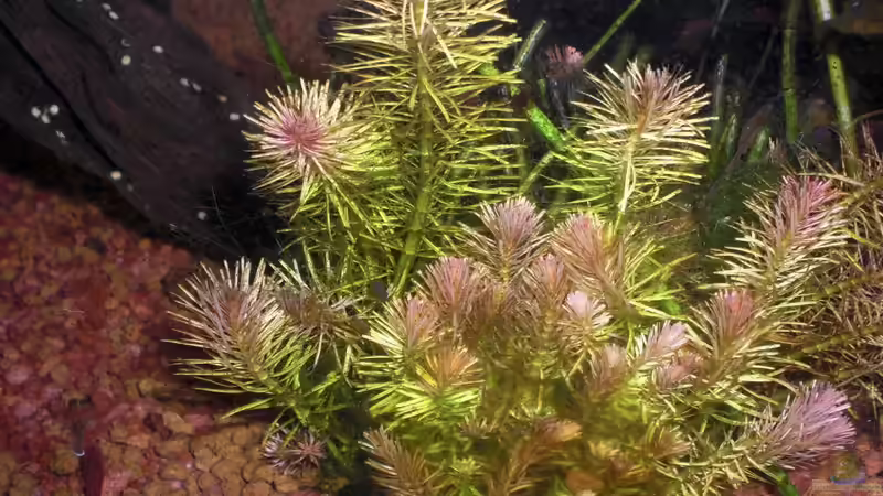 Pflanzen im Aquarium Becken 1507 von Aero-Frank (11)