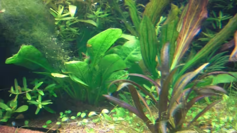 Pflanzen im Aquarium Becken 1507 von Aero-Frank (4)