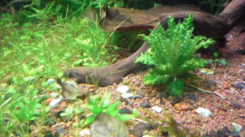 Pflanzen im Aquarium Becken 1507 von Aero-Frank (8)