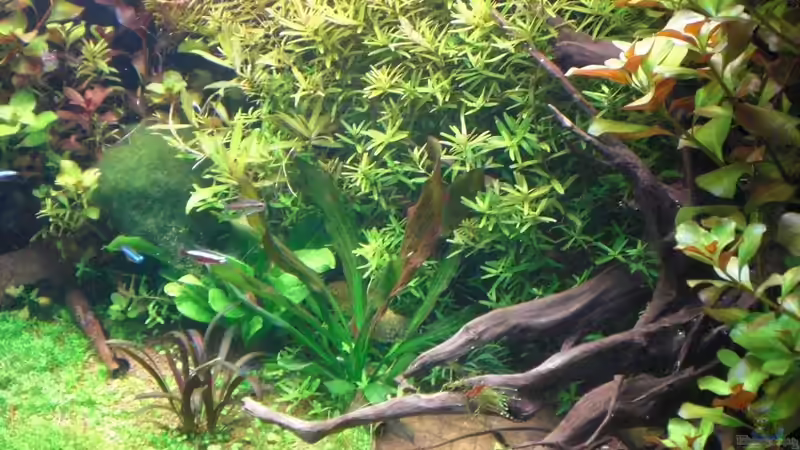 Pflanzen im Aquarium Becken 1507 von Aero-Frank (9)