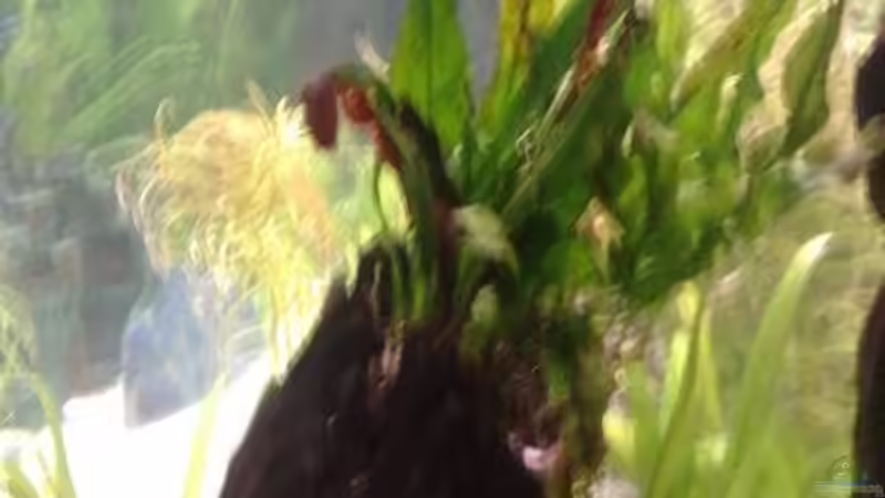 Pflanzen im Aquarium Becken 15081 von Chris Krabbe (7)