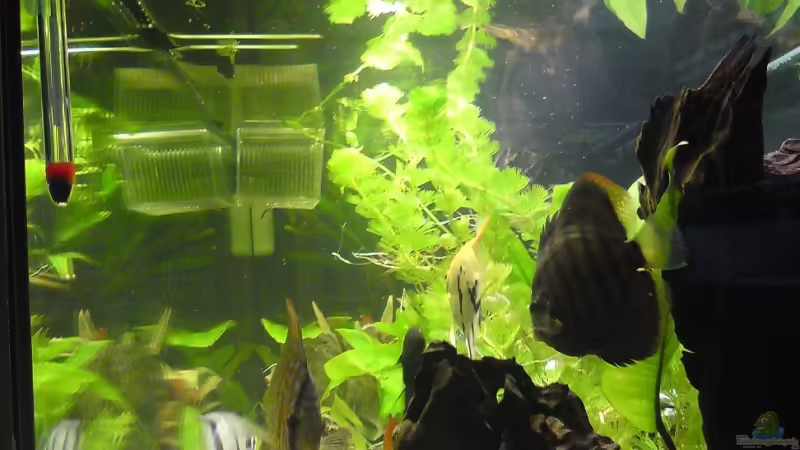 Pflanzen im Aquarium Becken 15081 von Chris Krabbe (8)