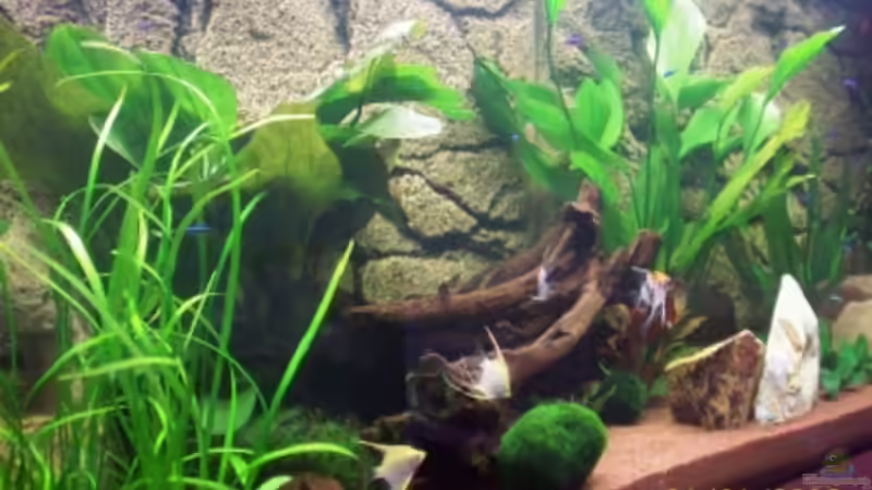 Pflanzen im Aquarium Becken 15187 von Andreas Zollmann (5)