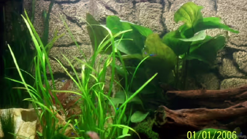 Pflanzen im Aquarium Becken 15187 von Andreas Zollmann (6)