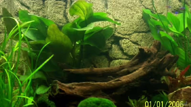 Pflanzen im Aquarium Becken 15187 von Andreas Zollmann (8)