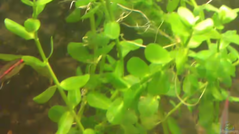 Pflanzen im Aquarium Becken 15190 von Cristian (7)