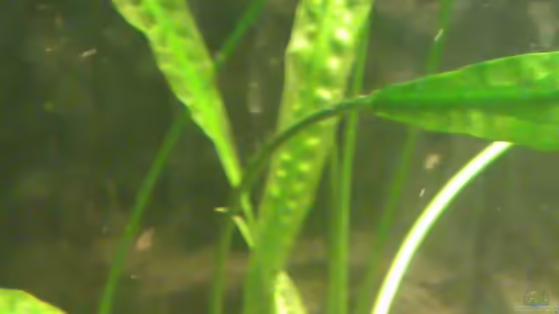 Pflanzen im Aquarium Becken 15190 von Cristian (8)