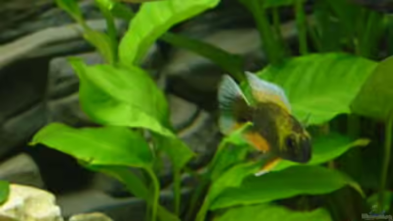 Pflanzen im Aquarium Becken 152 von Thomas Freund (5)