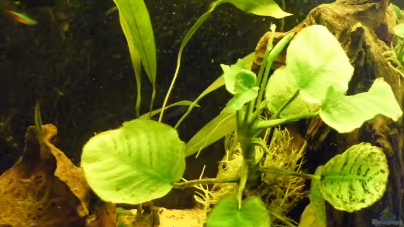 Pflanzen im Aquarium Becken 1522 von Monika Thiele (10)