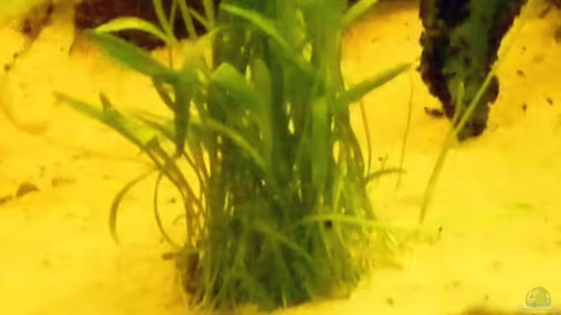 Pflanzen im Aquarium Becken 1522 von Monika Thiele (11)