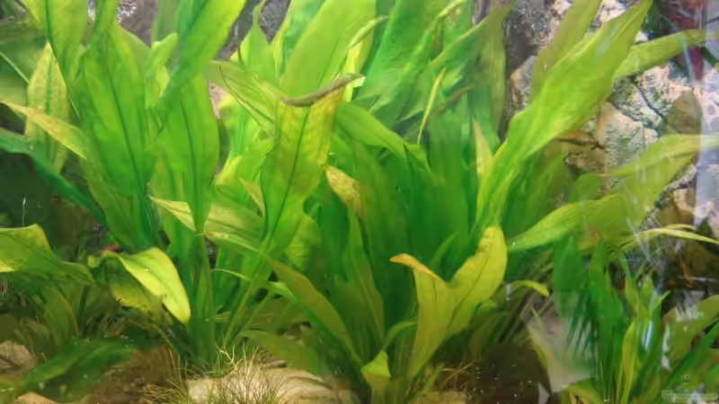 Pflanzen im Aquarium Becken 15331 von Jens Gebers (4)