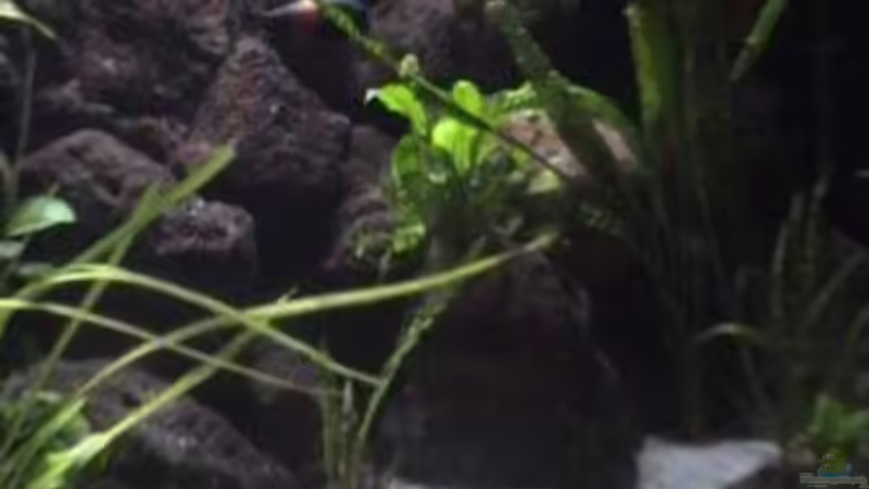 Pflanzen im Aquarium Becken 1534 von Martin Grimm (10)