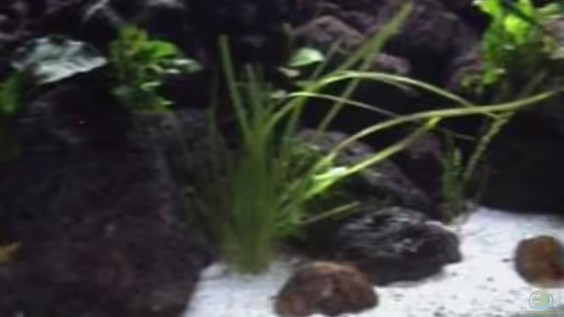 Pflanzen im Aquarium Becken 1534 von Martin Grimm (11)