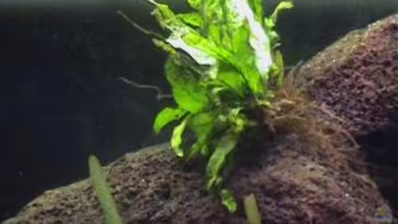 Pflanzen im Aquarium Becken 1534 von Martin Grimm (12)