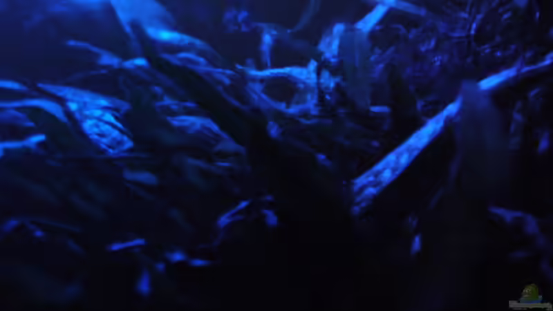 Pflanzen im Aquarium Becken 15512 von Yogybär (11)