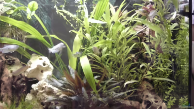 Pflanzen im Aquarium Becken 1553 von Alexander Pickl (2)