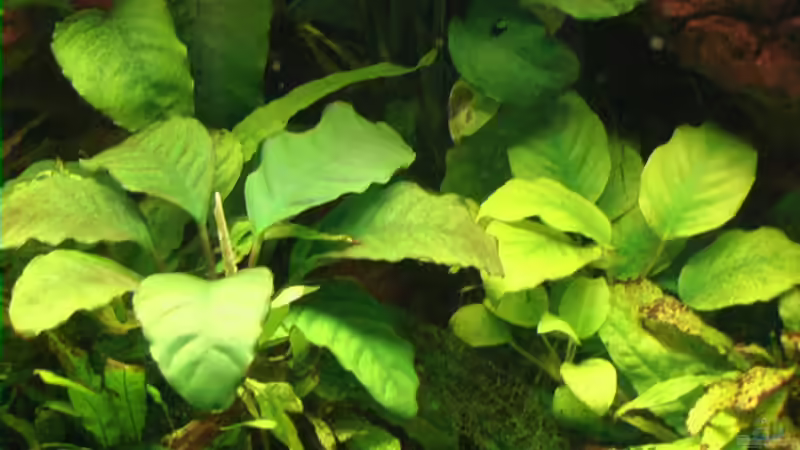 Pflanzen im Aquarium Becken 1558 von Michael Heinrich (5)