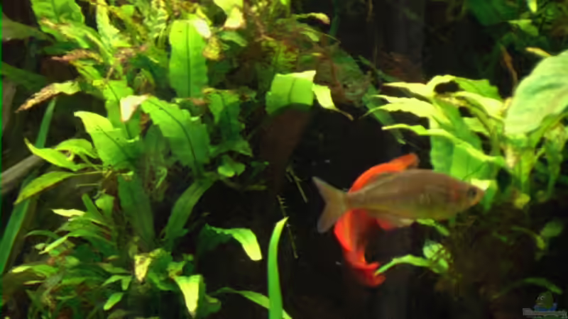 Pflanzen im Aquarium Becken 1558 von Michael Heinrich (6)