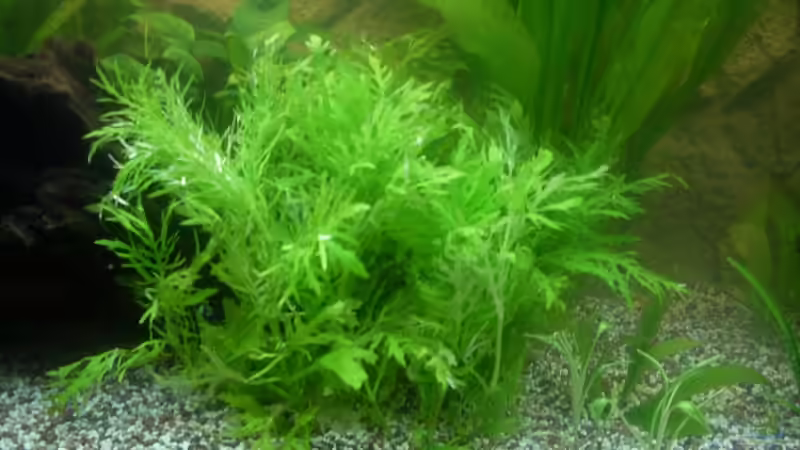 Pflanzen im Aquarium Becken 15610 von der anfänger (3)