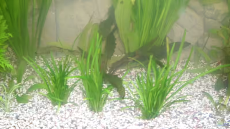 Pflanzen im Aquarium Becken 15610 von der anfänger (4)