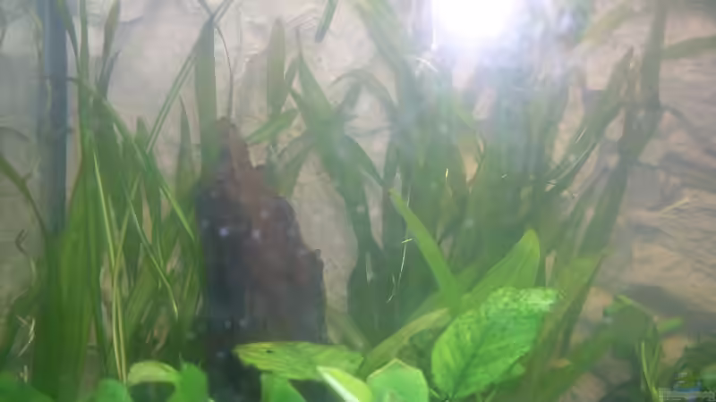 Pflanzen im Aquarium Becken 15610 von der anfänger (6)