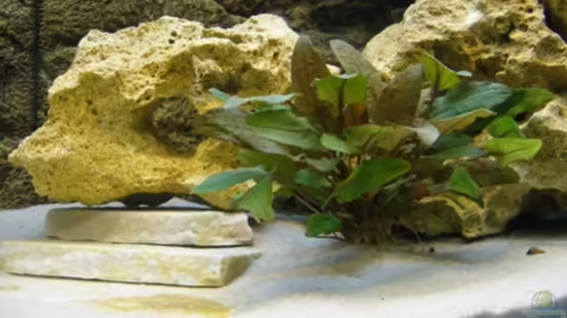 Pflanzen im Aquarium Becken 1568 von Klaus Lange (4)