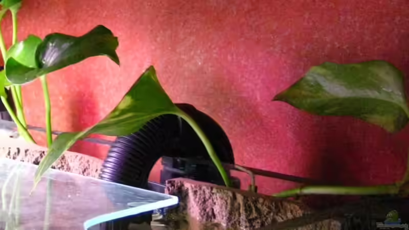 Pflanzen im Aquarium Becken 15694 von Sebastian Kühne (8)