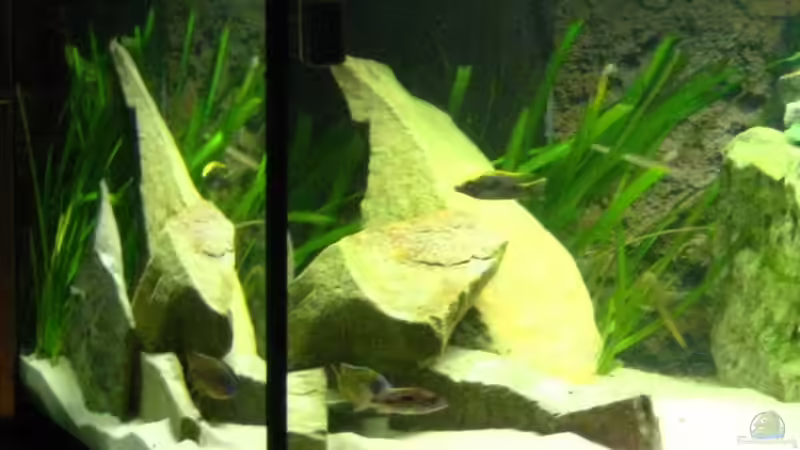 Pflanzen im Aquarium Becken 15694 von Sebastian Kühne (9)