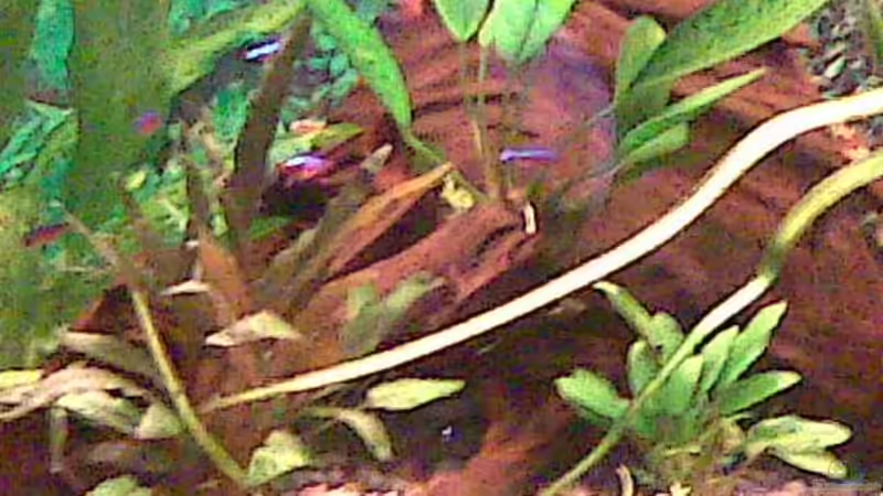 Pflanzen im Aquarium Becken 15724 von 19maxi96 (5)