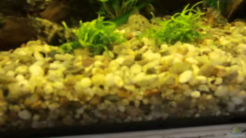 Pflanzen im Aquarium Becken 15724 von 19maxi96 (7)