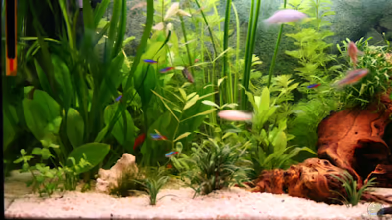 Pflanzen im Aquarium Becken 15729  (aufgelöst) von Photi (3)