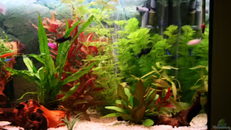 Pflanzen im Aquarium Becken 15729  (aufgelöst) von Photi (4)