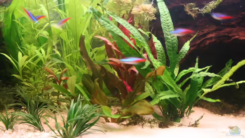 Pflanzen im Aquarium Becken 15729  (aufgelöst) von Photi (5)