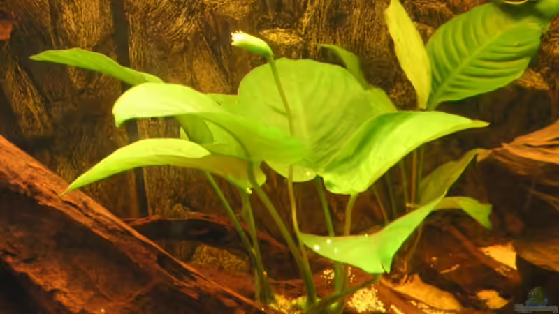 Pflanzen im Aquarium Becken 1578 von Jan Cerny (2)