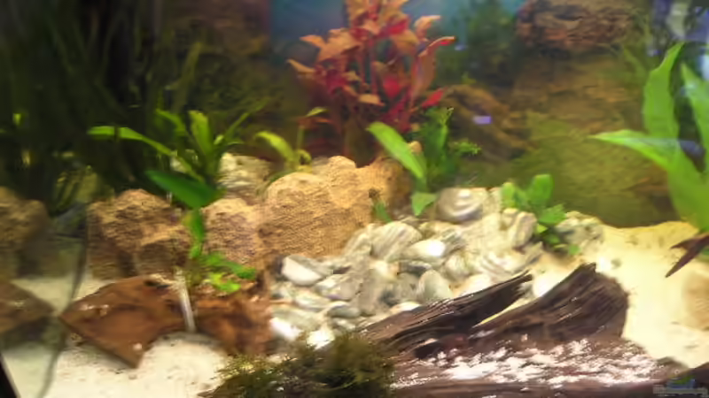 Pflanzen im Aquarium Becken 1578 von Jan Cerny (3)